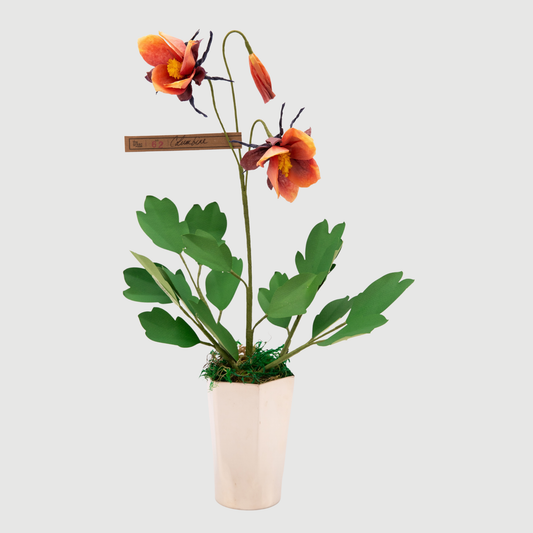 Paper Columbine in Chocolate by The Green Vase