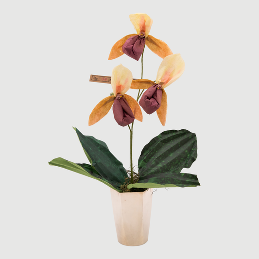 Paper Lady Slipper in Chocolate by The Green Vase
