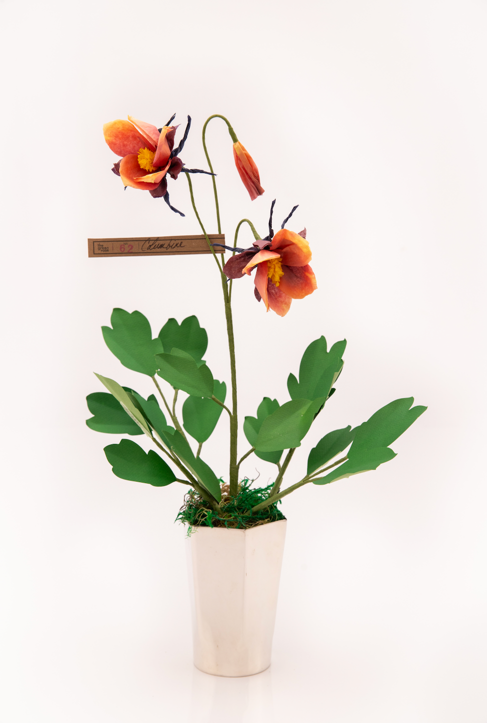 Paper Columbine in Chocolate by The Green Vase