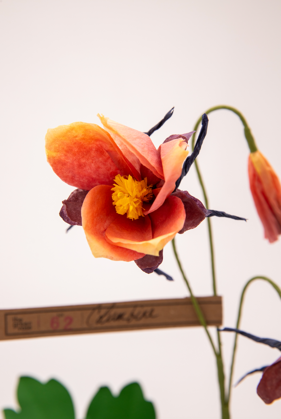 Paper Columbine in Chocolate by The Green Vase