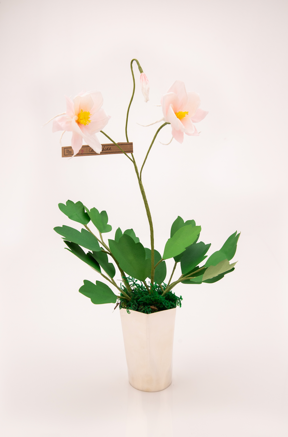 Paper Columbine in Blush by The Green Vase