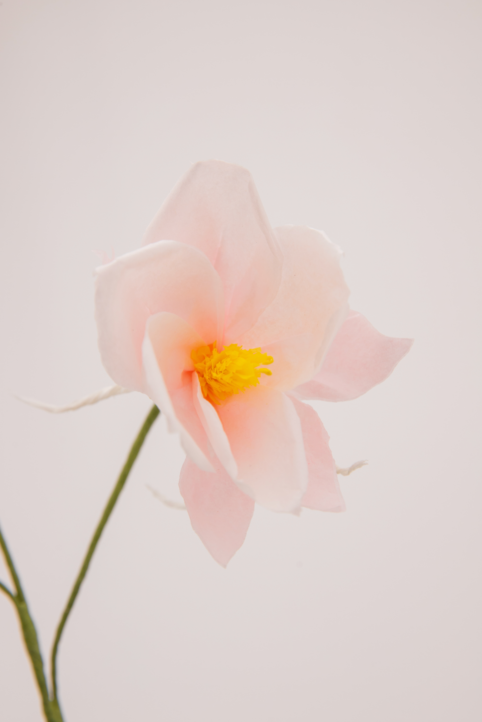 Paper Columbine in Blush by The Green Vase