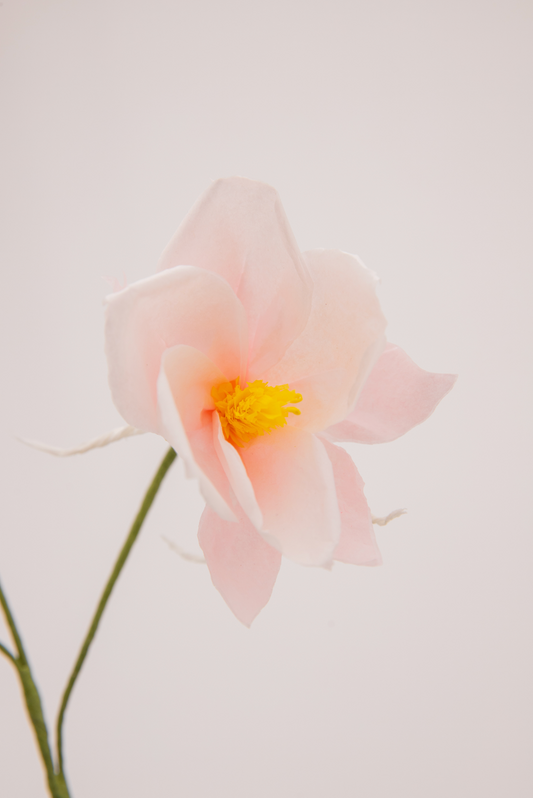 Paper Columbine in Blush by The Green Vase