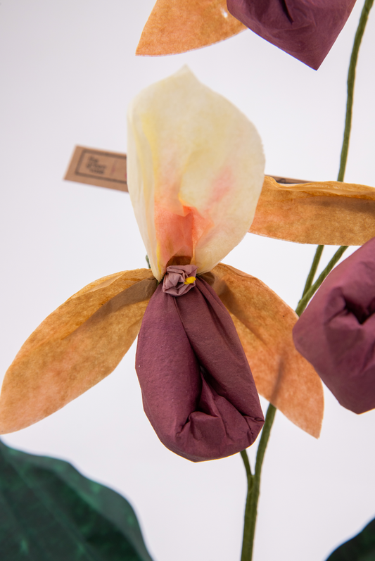 Paper Lady Slipper in Chocolate by The Green Vase