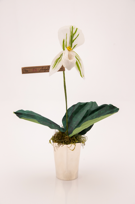 Paper Lady Slipper in White by The Green Vase