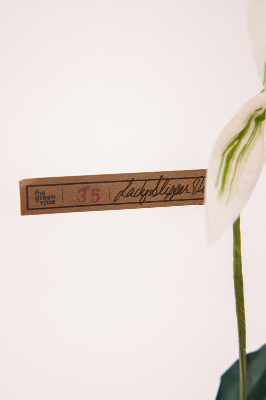 Paper Lady Slipper in White by The Green Vase